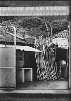 Cane merchant