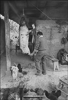 Sr. cardenas dressing the pig