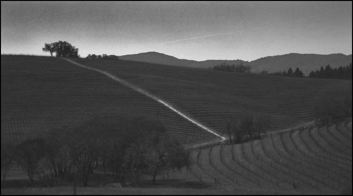 Conn Valley Rd. Vineyard by Moonlight - St. Helena