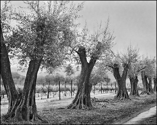 Olive Trees