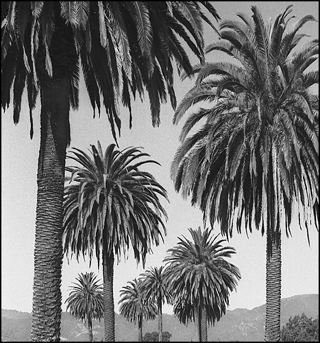 Palms