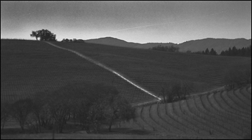 Conn Valley Rd. vineyards - St. Helena