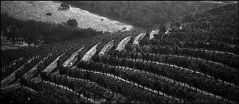 Moonlit Vineyard