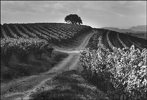 Oak in Vineyard