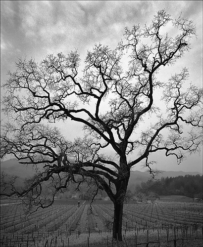 Rainy Day Oak - Rutherford