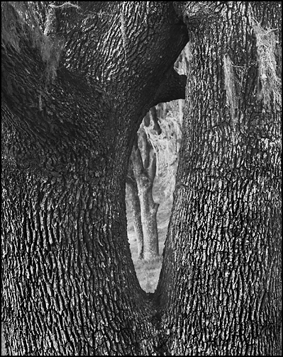 Looking Through
