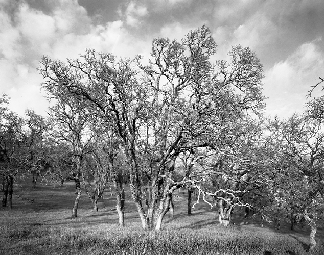 Howell Mtn. Oaks