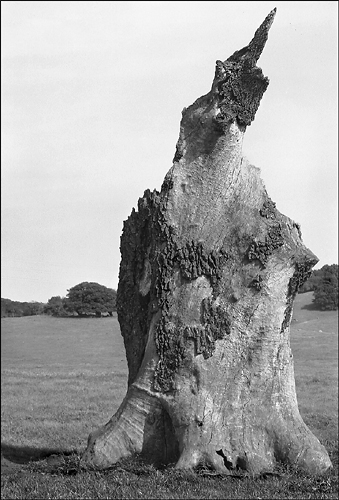 Stump